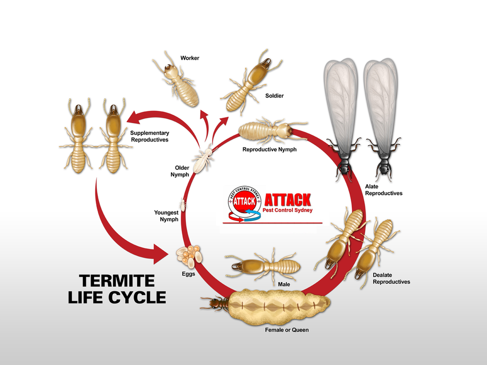 termite spray