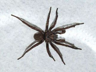 Sydney Brown Trapdoor Spider