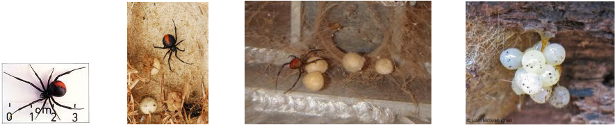 Red Back Spider with Eggs