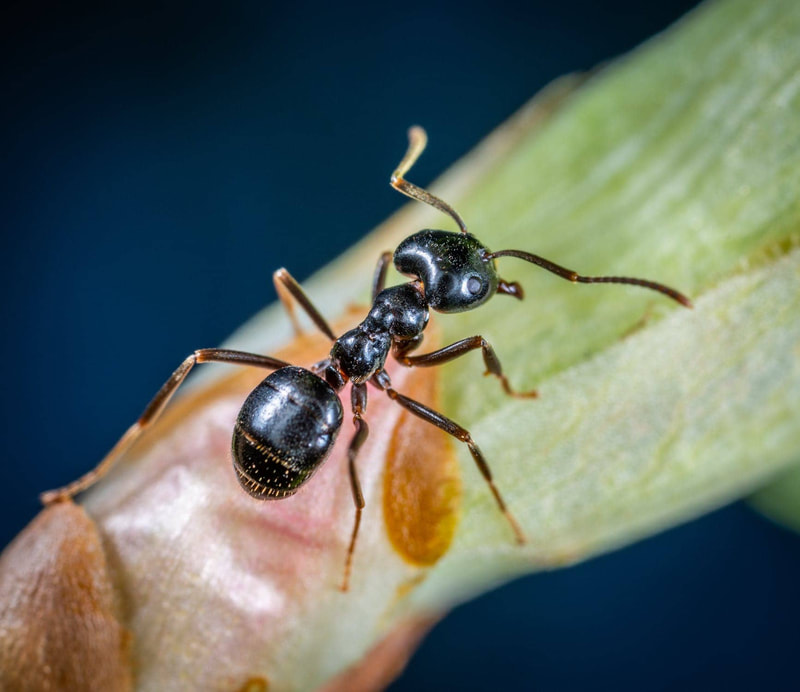 Ant removal