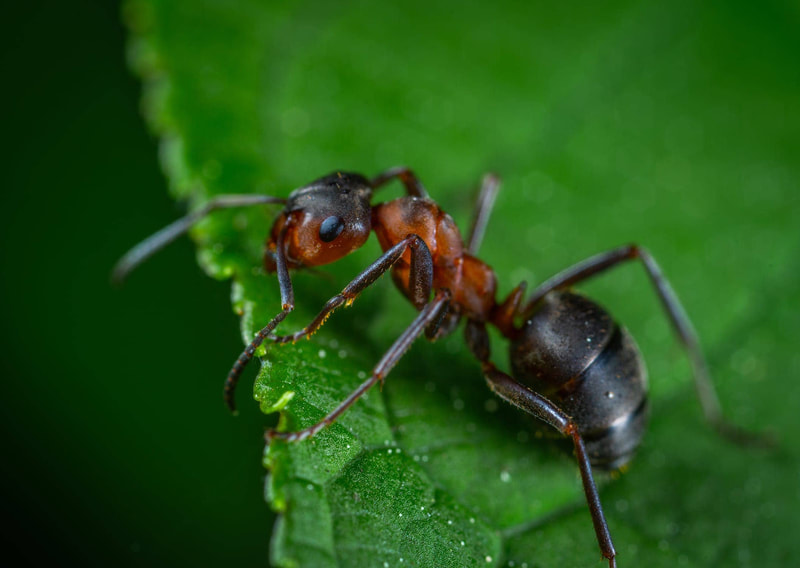 Ant exterminator