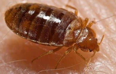 NEAR ME BED BUGS