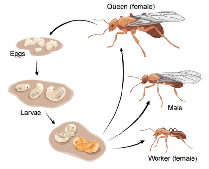 Ants life cycle